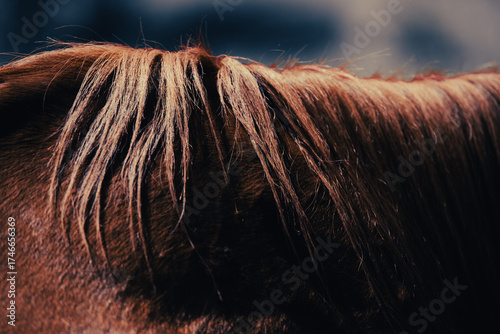 A close-up reveals the beauty of a brown horse, its long neck framed by soft fur. The animal’s hair flows with natural texture, each color strand catching light in a striking closeup moment.