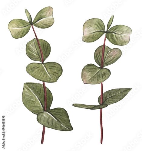 Hand drawn eucalyptus branches. Watercolor illustration.