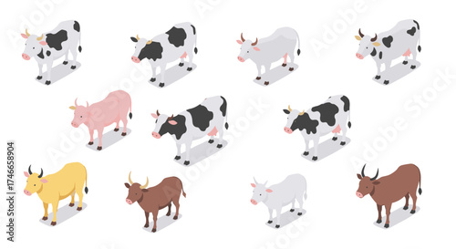 Isometric cows collection: diverse breeds set on white background