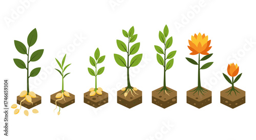 Plant growth stages from seedling to bloom in isometric design