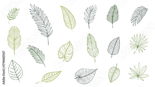 Vector set of botanical leaf illustrations in clean line style. Perfect for nature themes, eco designs, herbal branding, educational visuals, and organic product packaging.