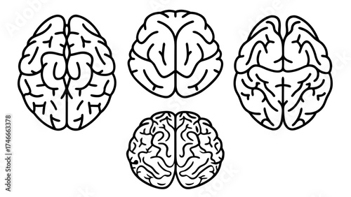 Vector Human Brain Line Art
