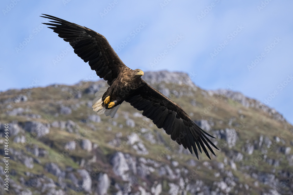 Fototapeta premium White tailed eagle flying with the sky and a hill in the background, close up