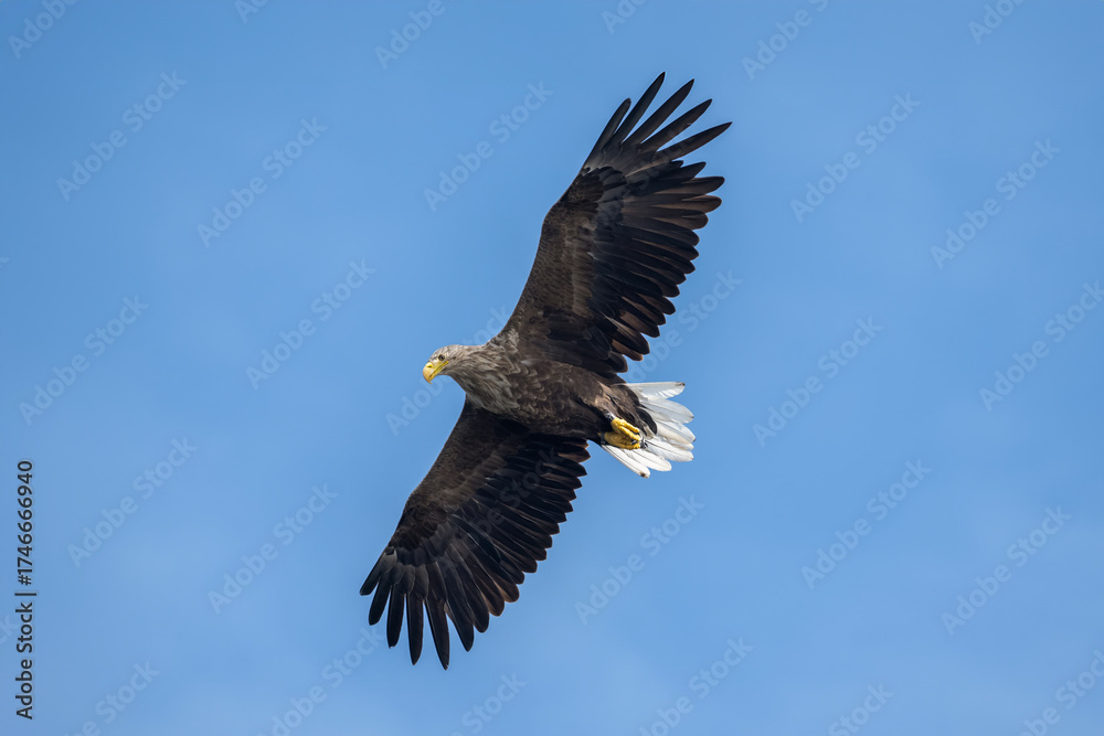 Fototapeta premium White tailed eagle flying with the sky in the background, close up