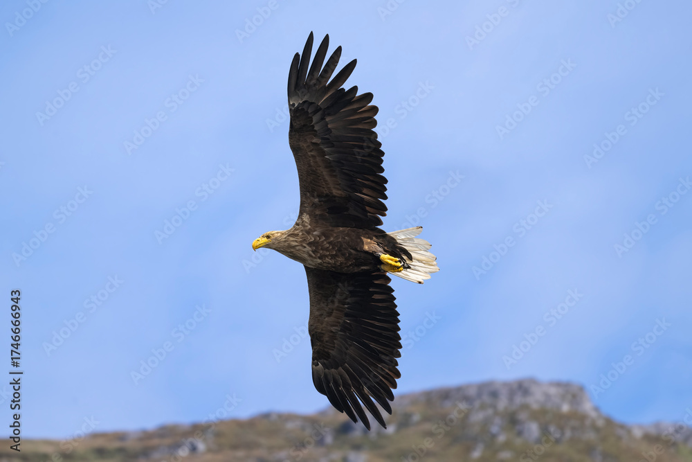 Obraz premium White tailed eagle flying with the sky and a hill in the background, close up