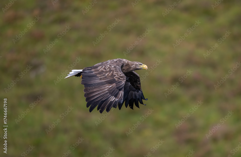 Fototapeta premium White tailed eagle flying, close up