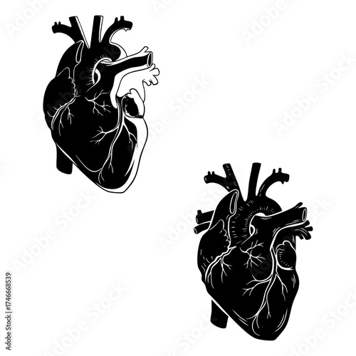 Black and White Line Art Illustration of Human Heart