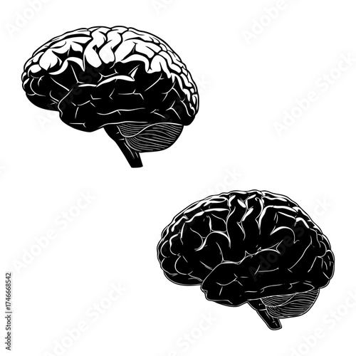 Black and White Line Art Illustration of Human Brain