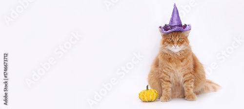 Cute ginger cat in a witch hat with a pumpkin on a white background, festive portrait of an animal for Halloween, pet and autumn holidays concept.