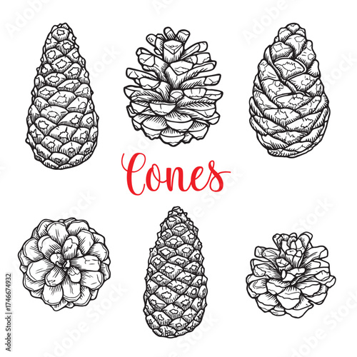 Hand drawn pine cones collection