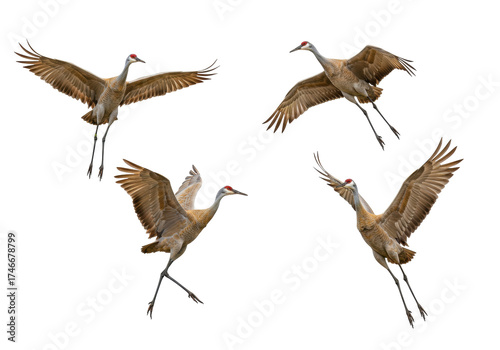 Fotografi Isolated Sandhill Cranes in Flight, Graceful Brown Birds with Long Legs, Wings S