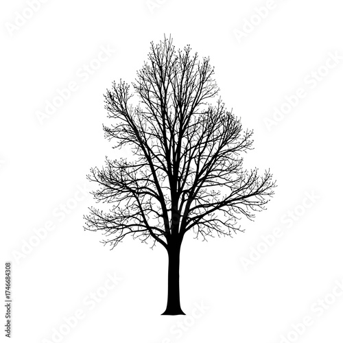 Striking leafless tree silhouette against a clean white backdrop, perfect for minimalist designs, autumnal themes, and stark winter landscapes