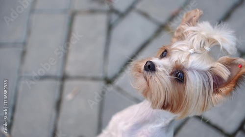 Close-up of Yorkshire Terrier standing on its hind legs on sidewalk during walk in park, asking its owner for treat. Cute pet, dog training, pet dance