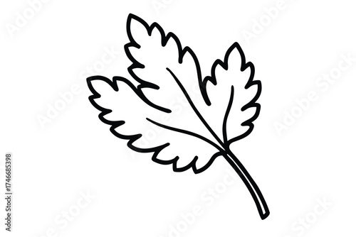 parsley leaf vector line art flower silhouette