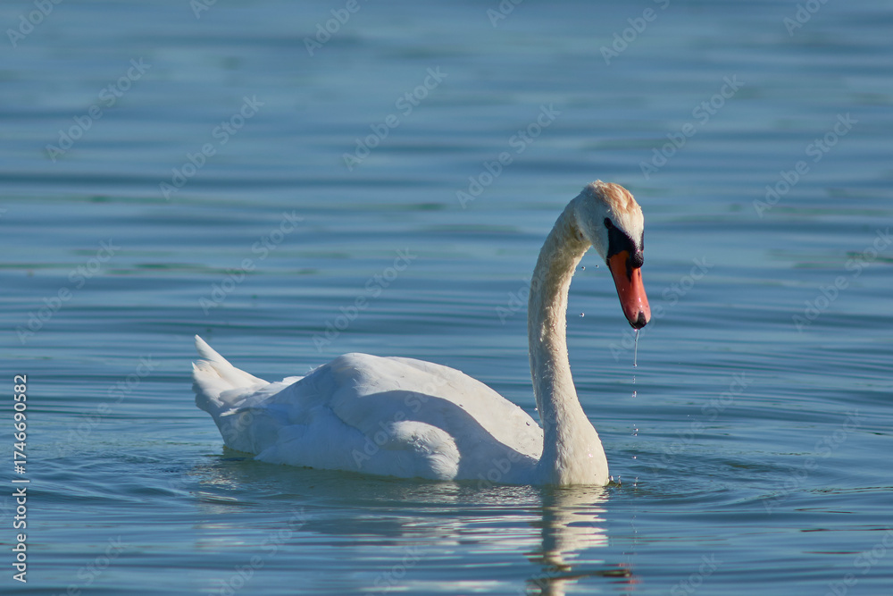 Naklejka premium Graceful Swan on Calm Water