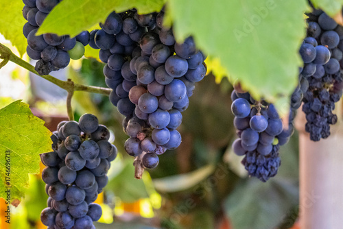 Bunch of blue grape hanging in vineyard.