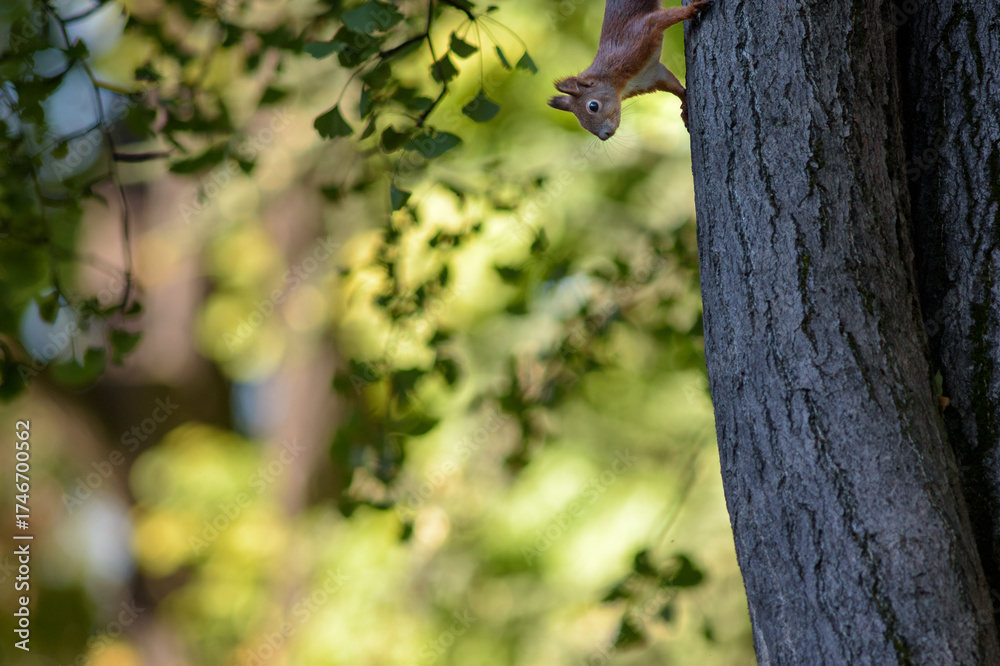 Fototapeta premium Squirrel Climbing Down a Tree in Forest