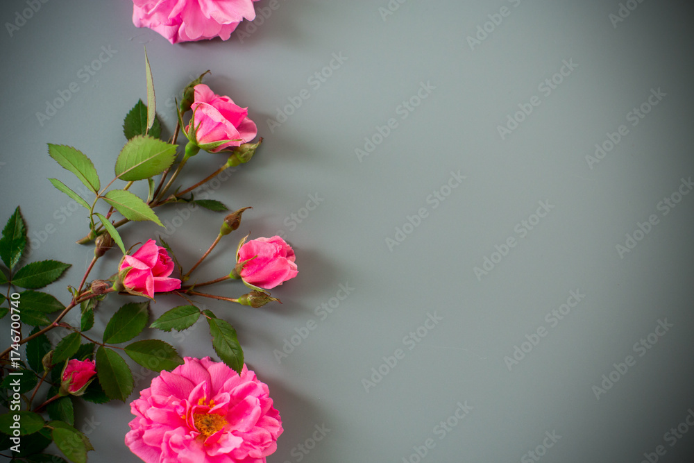 Fototapeta premium Minimalist garden rose arrangement on a gray background