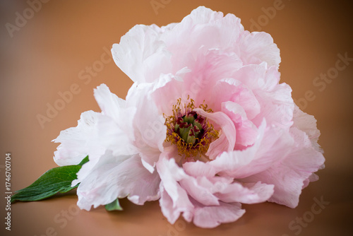 Pink peony with lush petals on brown background from above