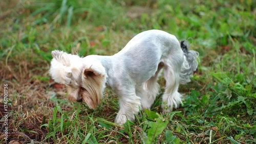 Cute Yorkshire Terrier dog eats fresh green grass during walk in park. Pet enjoys fresh grass for its health and bowel cleansing benefits. Concepts of habits in dogs and pet preferences