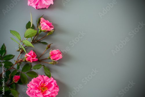 Minimalist garden rose arrangement on a gray background