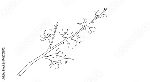 Delicate sketch of a blooming branch with small flowers and buds on a white background.