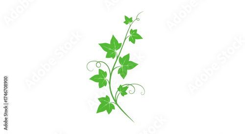 Green ivy vine vector illustration on a white background, white background