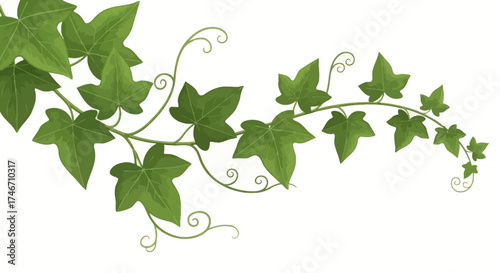 Ivy vine vector illustration with green leaves and curly tendrils on a white background, white background