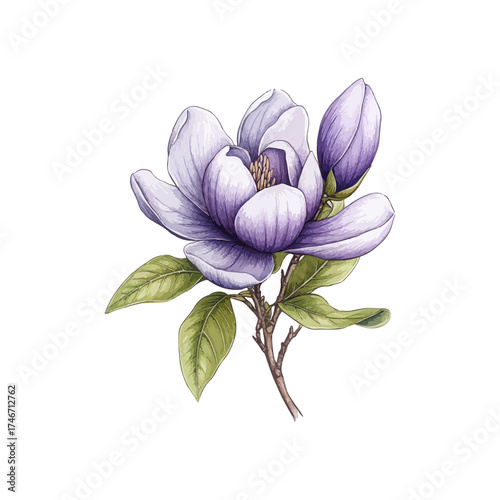 magnolia flower hand drawn illustration
