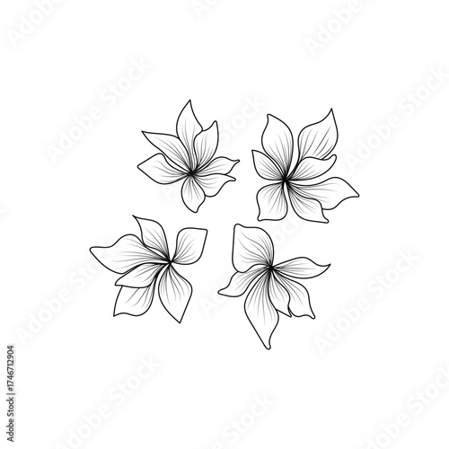 Elegant hand drawn line art illustration of four blooming lily flowers on a white background