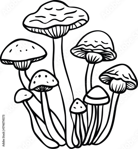 Detailed black and white line drawing of a cluster of various mushrooms