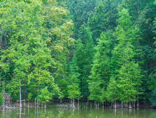 lake in forest