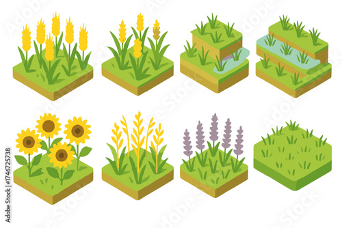 Isometric Field Icons. Nature fields isometric set. wheat field, barley field, rice field, corn field, sunflower field, oat field, lavender field, grass field.