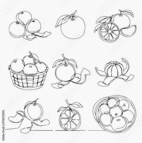 Line art illustration of oranges in various arrangements and forms.