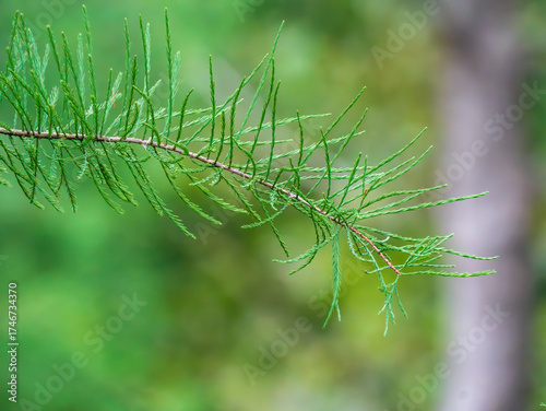 close up of green grass