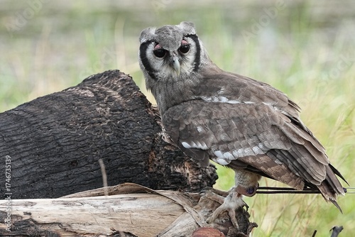A Great Horned Owl (Varro) was brought here for flight training in Bangkok, Thailand. Photo taken on September 25, 2025.
