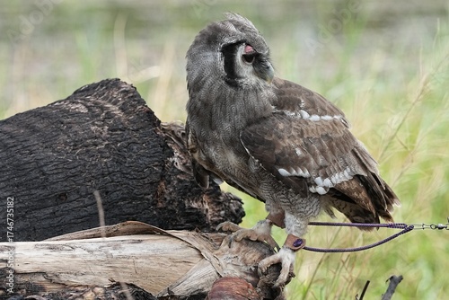 A Great Horned Owl (Varro) was brought here for flight training in Bangkok, Thailand. Photo taken on September 25, 2025.