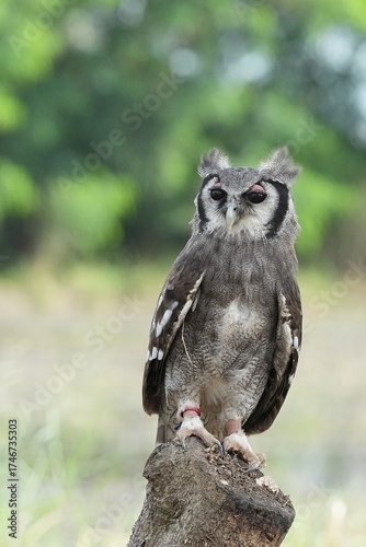 A Great Horned Owl (Varro) was brought here for flight training in Bangkok, Thailand. Photo taken on September 25, 2025.