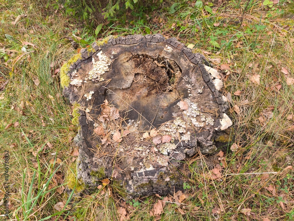 Fototapeta premium Old tree stump in the autumn forest.
