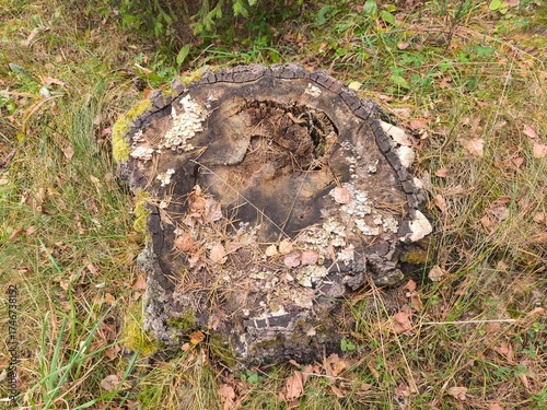 Old tree stump in the autumn forest.