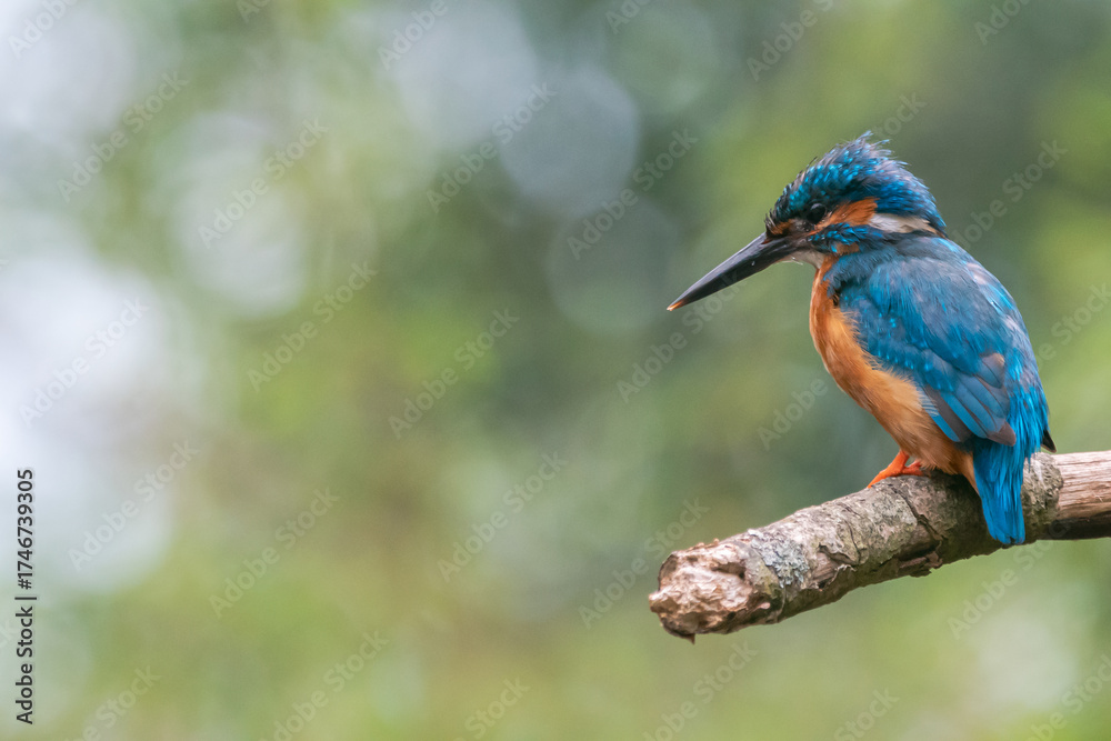 Fototapeta premium Kingfisher perched on branch with vivid blue and orange plumage