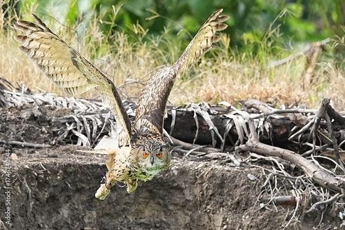 A Eurasian eagle owl was brought in for flight training in Bangkok, Thailand, photographed on September 25, 2025.