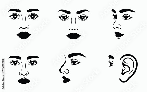 Six elegant silhouette illustrations of diverse female faces in profile and frontal views vector graphic silhouette vector illustration white background