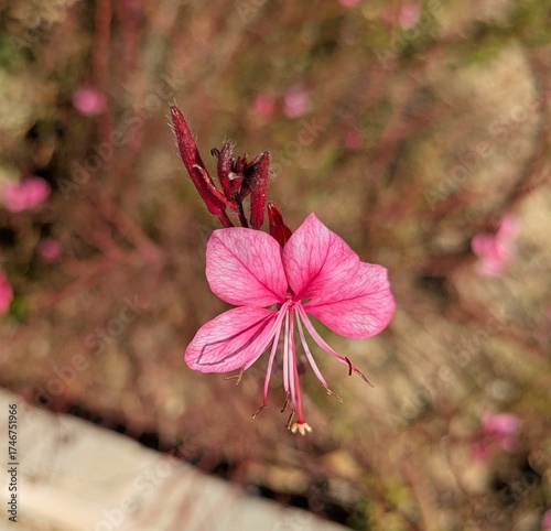 Vista de cerca de flor de color rosa de Gaura lindheimeri en jardín de parque urbano