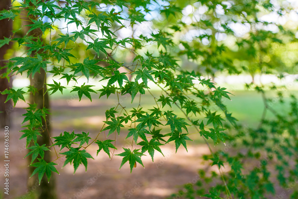 Obraz premium 初夏の日差しに輝く青もみじの葉