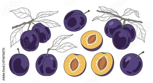 A delightful collection of fresh ripe plums and their juicy halved segments with delicate branch illustrations.