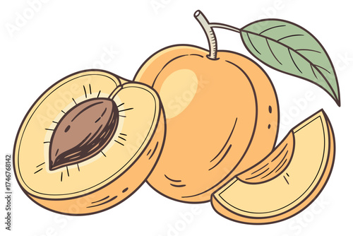 vector illustration of apricot fruit