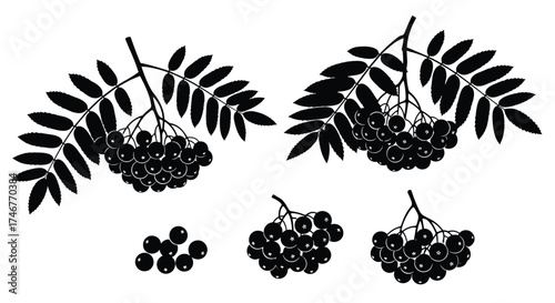 Illustration of rowan berries and leaves in silhouette.
