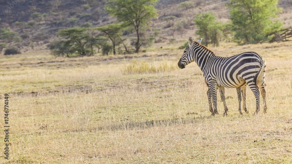 Naklejka premium zebra in the savannah