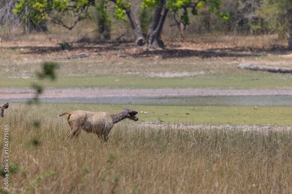 Fototapeta premium Sambar deer (Rusa unicolor) in the forest of bandhavgarh.